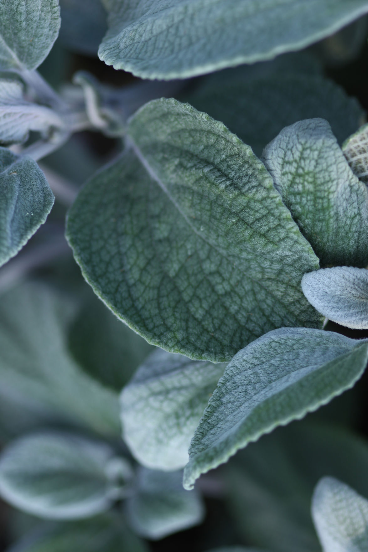 Lamb's Ear